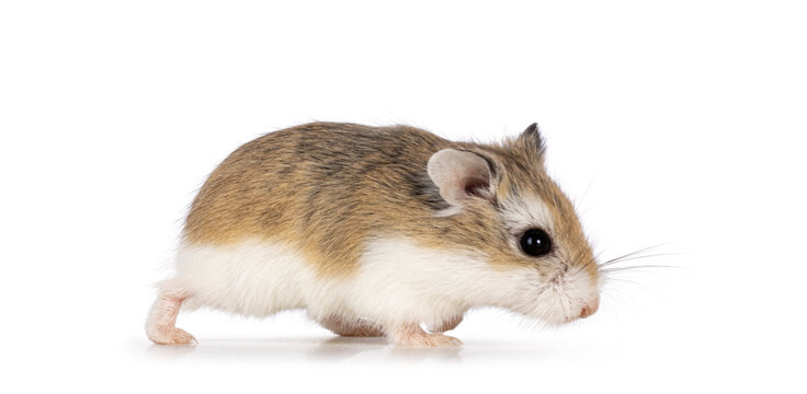 Cute Roborovski hamster walking side ways. Isolated on a white background.