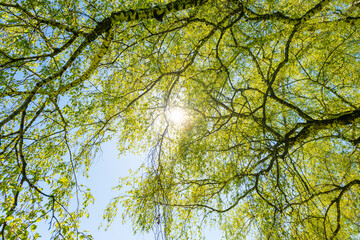 Big birch tree top with green leaves and sun light