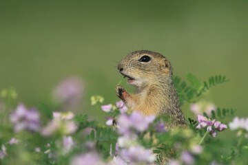 Naklejka na ściany i meble Young european ground squirrel sitting in the blooming meadow. (Spermophilus citellus). Wildlife scene from nature.