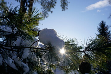 Schnee auf Kiefernast im Gegenlicht