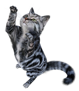 Silver tabby siberian cat stands up in attempt to catch something above. 3d render isolated on white