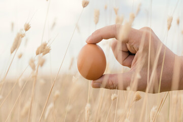 Chicken egg on natural background. Ranch chicken egg with selective focus. Brown chicken egg in the...