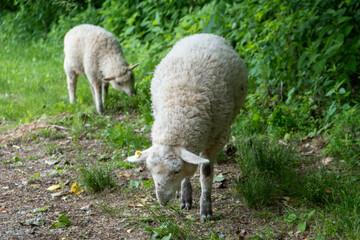 Obraz na płótnie Canvas sheep in the grass