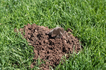 A small black mole shows up from its hole in a front yard