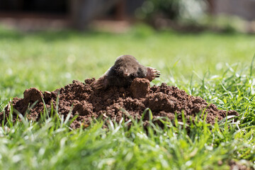 Naklejka na ściany i meble A small black mole shows up from its hole in a green grass