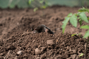 A small black mole shows up from its hole in a vegetable garden