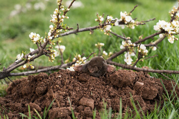 A small black mole shows up from its hole in a spring garden