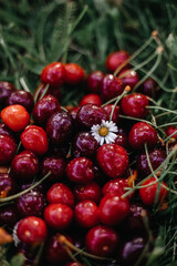 cherries in a basket