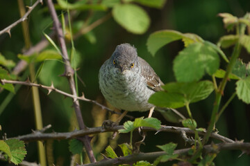 Barred Warbler (Sylvia nisoria) perched on a thorny branch