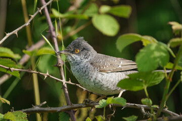 Barred Warbler (Sylvia nisoria) perched on a thorny branch