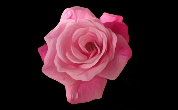 pink rose painted on black