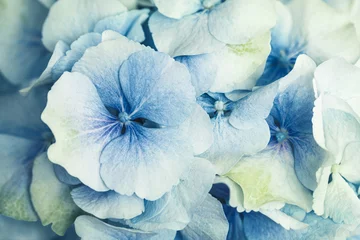 Schilderijen op glas Beautiful blooming blue hydrangea flowers. Floral background. © smiltena
