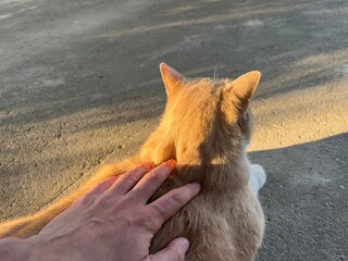 A ginger cat lays on the ground regally while a human pats it. A white person strokes down the fluffy red cat. A cat during sunset rays