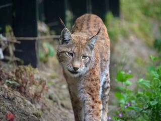 Northern lynx in action in the wild and in the wild.