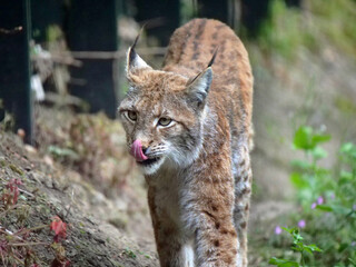 Northern lynx in action in the wild and in the wild.
