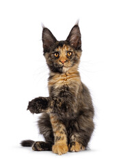 Impressive tortie Maine Coon cat kitten, sitting up facing front . Looking towards camera with fantastic head and eyes. Isolated on a white background. One paw up pointing to the side.
