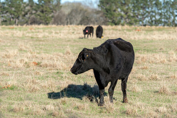 Angus crossbred brood cow looking left in winter pasture