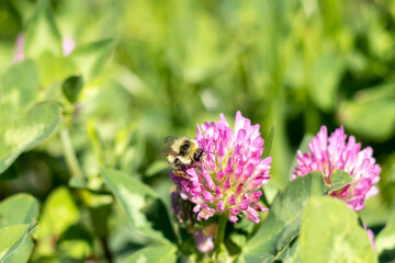 Bumblebee on a clover flower in a blurred green meadow. Blooming clover with a bumblebee. Selective focus with blurred background. Coppy space