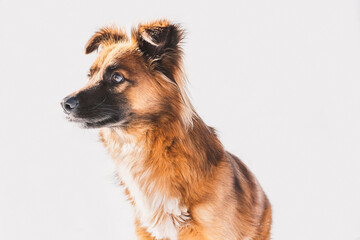 Hund | Mischling | Rüde