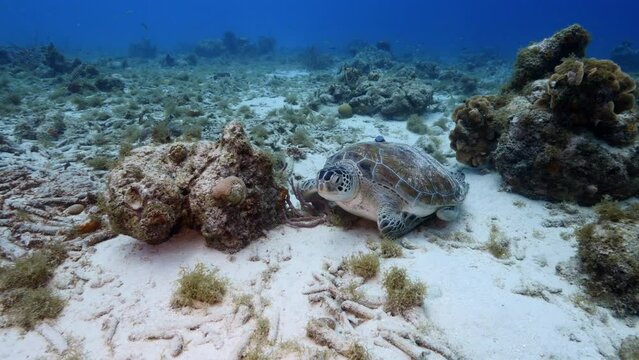 Seascape with Green Sea Turtle, coral, and sponge in the coral reef of the Caribbean Sea, Curacao