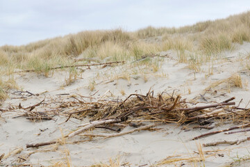 Totholz an den Dünen, Nordseeküste, Niedersachsen, Deutschland, Europa