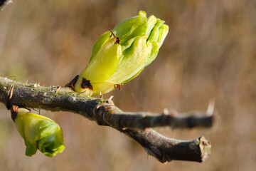 Ast mit Knospe der Hundsrose, Rosa canina, Heckenrose, Ostfriesland, Niedersachsen, Deutschland, Europa