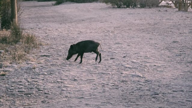 The starving wild boars came to their settlements.