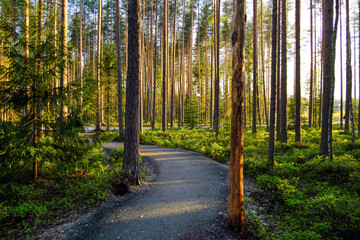 Fototapeta premium Beautiful park with tall pine trees during sunset. Karelia.