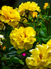 Obraz na płótnie Canvas Yellow roses in the garden.