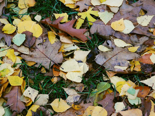 Fallen colorful leaves on the grass.