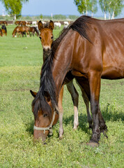 Summer landscape with horses grazing on a green meadow. In the foreground is a mare with a foal. Very beautiful cloudy sky.