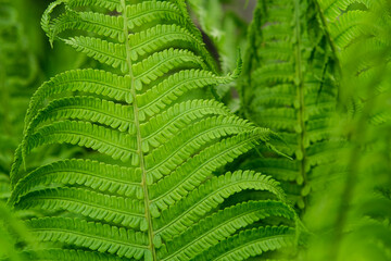 Beautiful background of young green fern leaves. Beautiful ferns leaves of green foliage. 