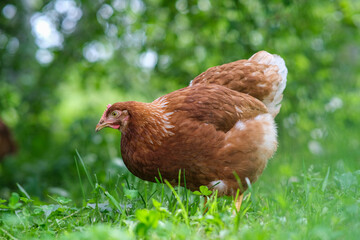 A red hen grazes in the green grass. Raising poultry.