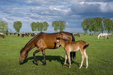 Naklejka na ściany i meble Summer landscape with horses grazing on a green meadow. In the foreground is a mare with a foal. Very beautiful cloudy sky.