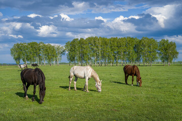 Summer landscape with horses grazing on a green meadow.Very beautiful cloudy sky.