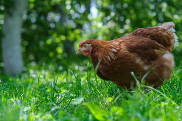 A red hen grazes in the green grass. Raising poultry.