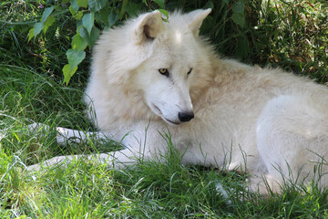 arctic wolf in a zoo in france