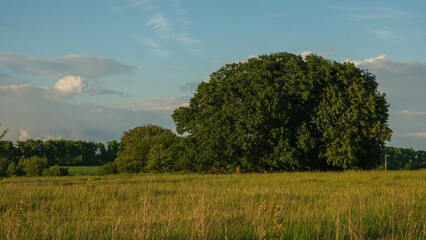 Landscape with round tree and blue sky. 