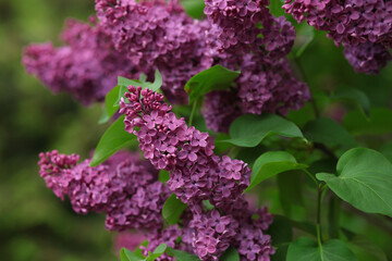 beautiful lilac flowers branch on a green background, natural spring background, soft selective focus