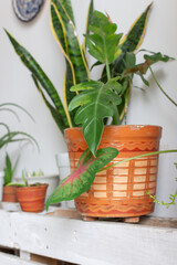 Close-up of a plant in a clay pot inside a house