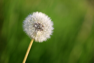 Dandelion seed head on the green meadow, selective focus. White fluffy dandelion in summer nature