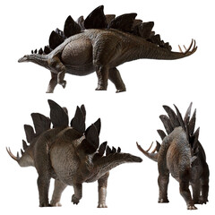 Dinosaurs 3d rendering, Set of Stegosaurus isolated on white background © fotokitas