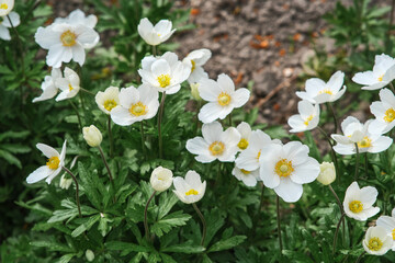 Anemonoid flowers are white, domestic.