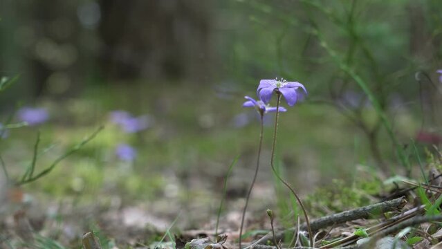 Violet liverwort flowers growing in spring forest close up view. First spring blue flowers in wood.