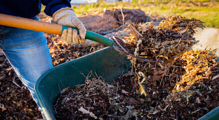 Using a pitchfork to add wood chips and shredded brush to a no-dig raised bed for permaculture gardening. Sustainable alternative farming method - obrazy, fototapety, plakaty