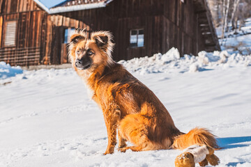 Hund | Winter