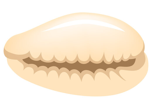 コヤスガイ　子安貝　白背景