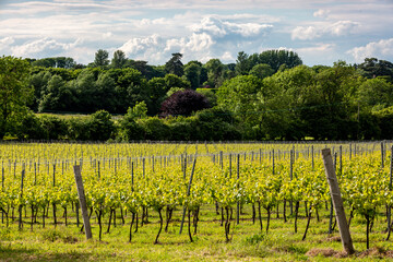 Rows of vines in a vineyard in the English countryside