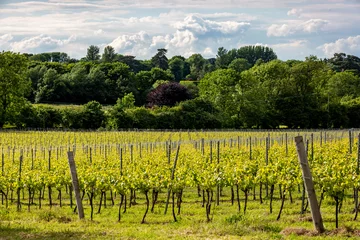 Poster Rijen wijnstokken in een wijngaard op het Engelse platteland © lemanieh