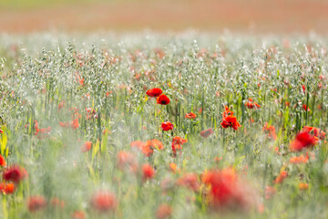 Oats and Poppies in the Sussex Countyside, with a Shallow Depth of Field